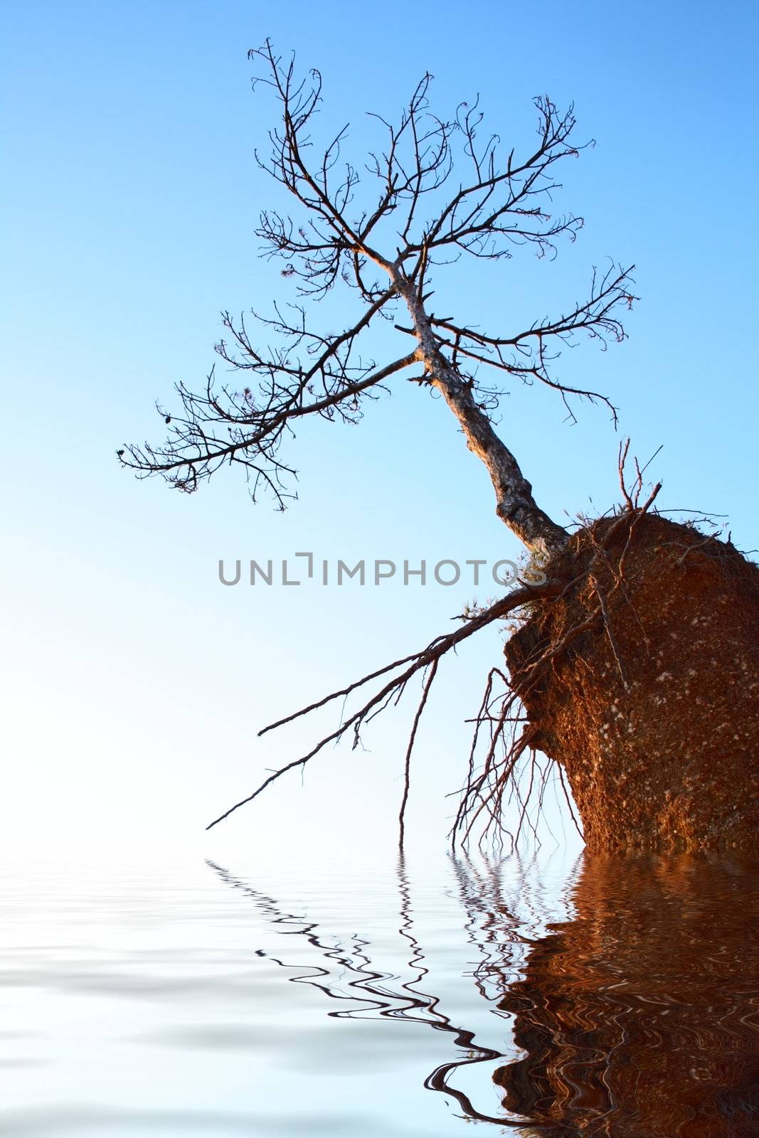 lonely dry tree on red rock flooding in water