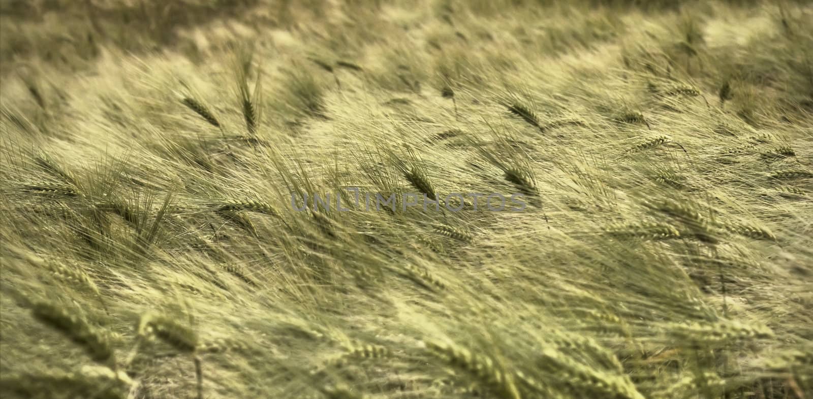 Close shot of wheat field in strong winds.