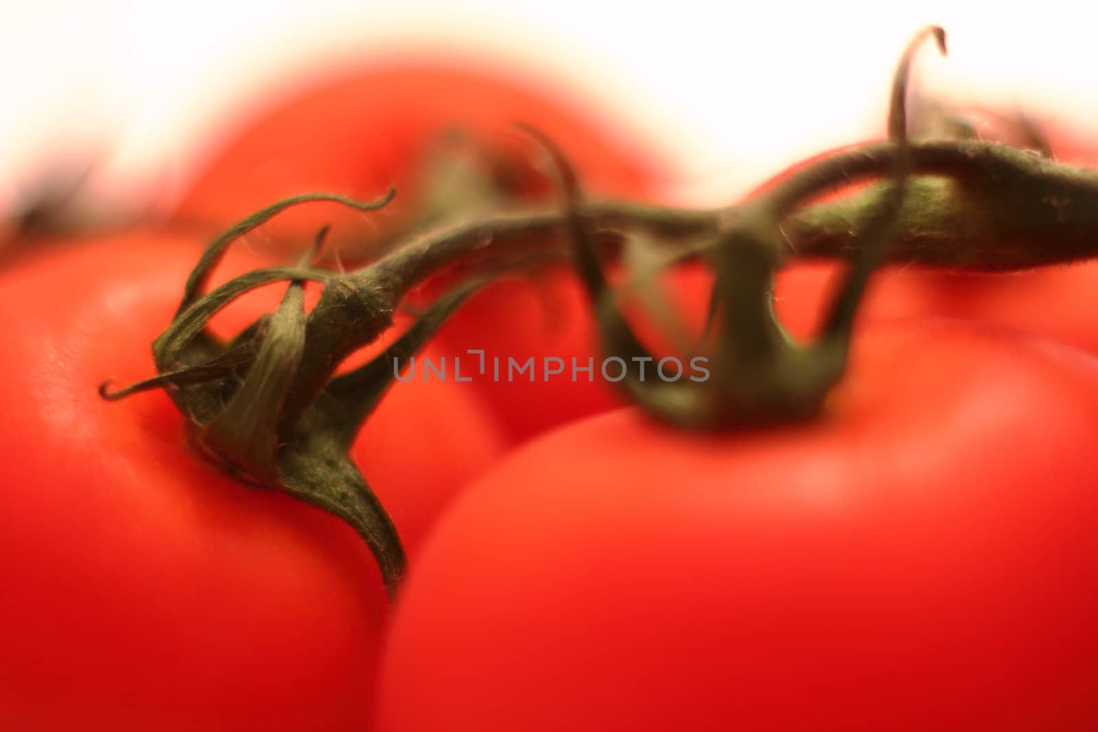 Macro of fresh tomatos with branch on white background