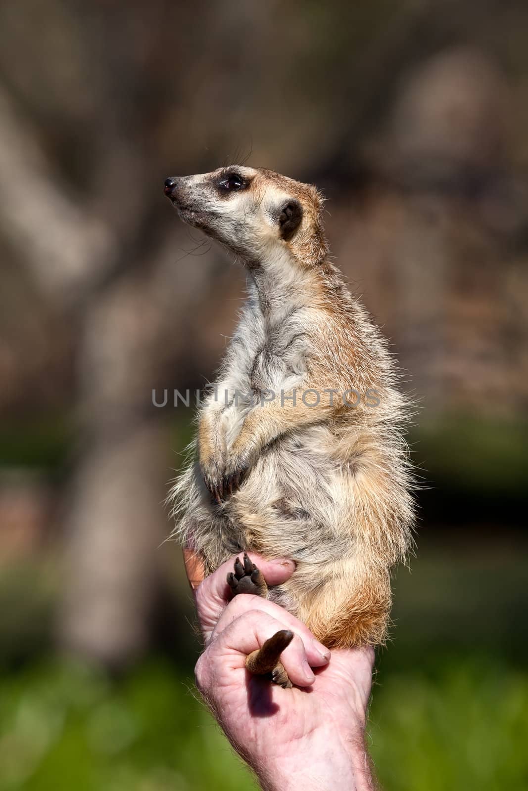 Close up on a meerkat standing upright in a hand