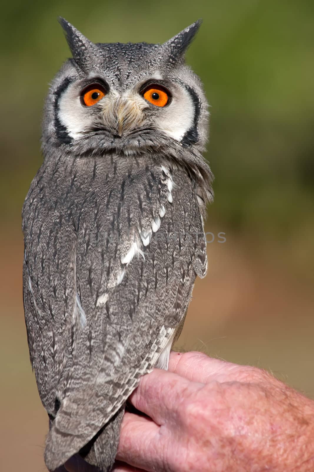 Southern White-faced Owl by raliand