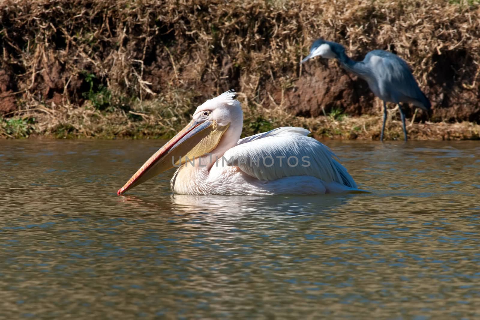 Close up on a pelican swimming in a lake