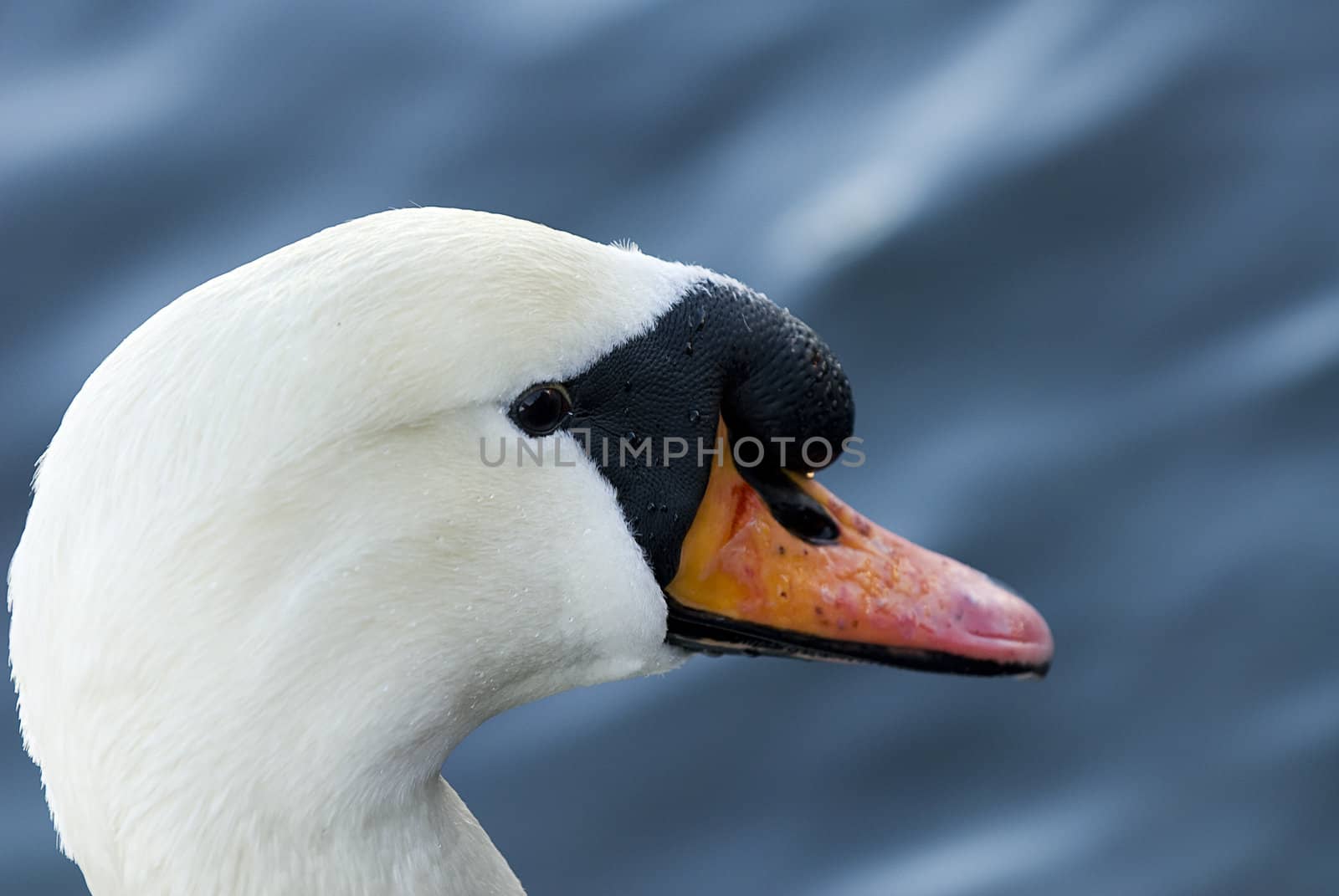 Portrait of a swan seen agains soft background of water