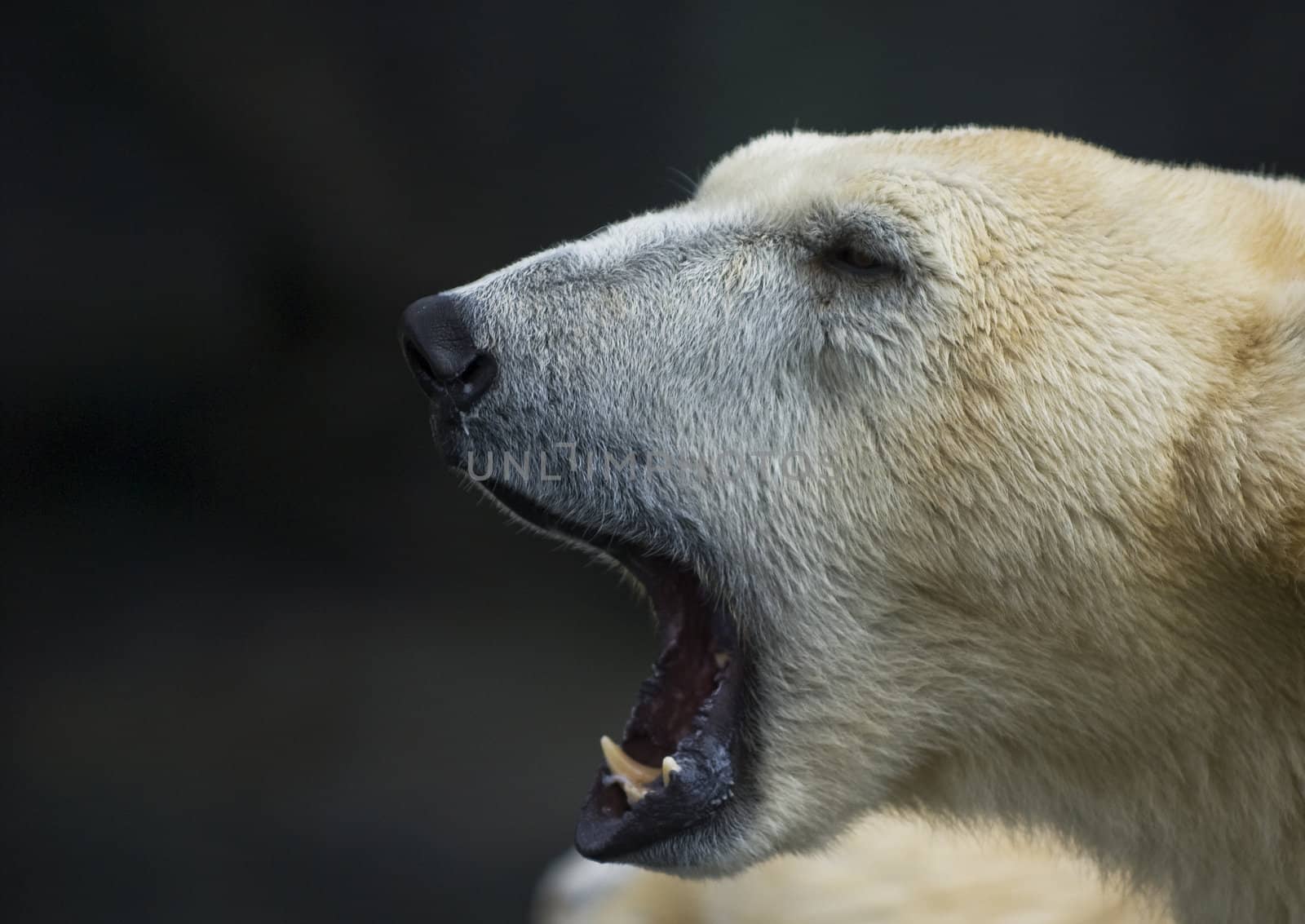 Polar bear portrait by fljac