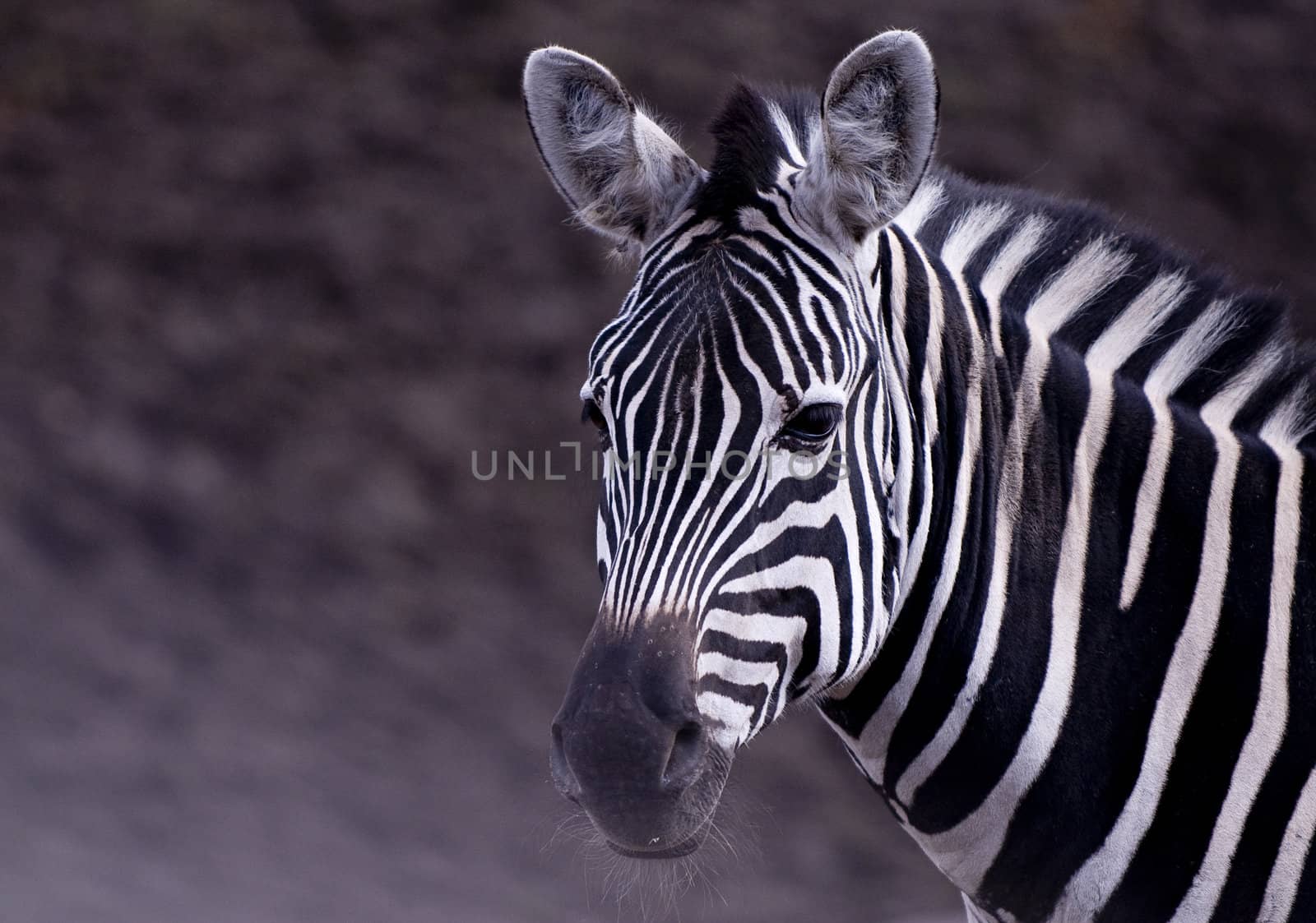 Portrait of a zebra, seen in the Copenhagen ZOO
