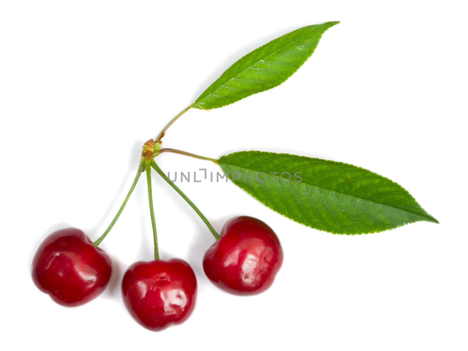 close-up three ripe cherries with leaves, isolated on white