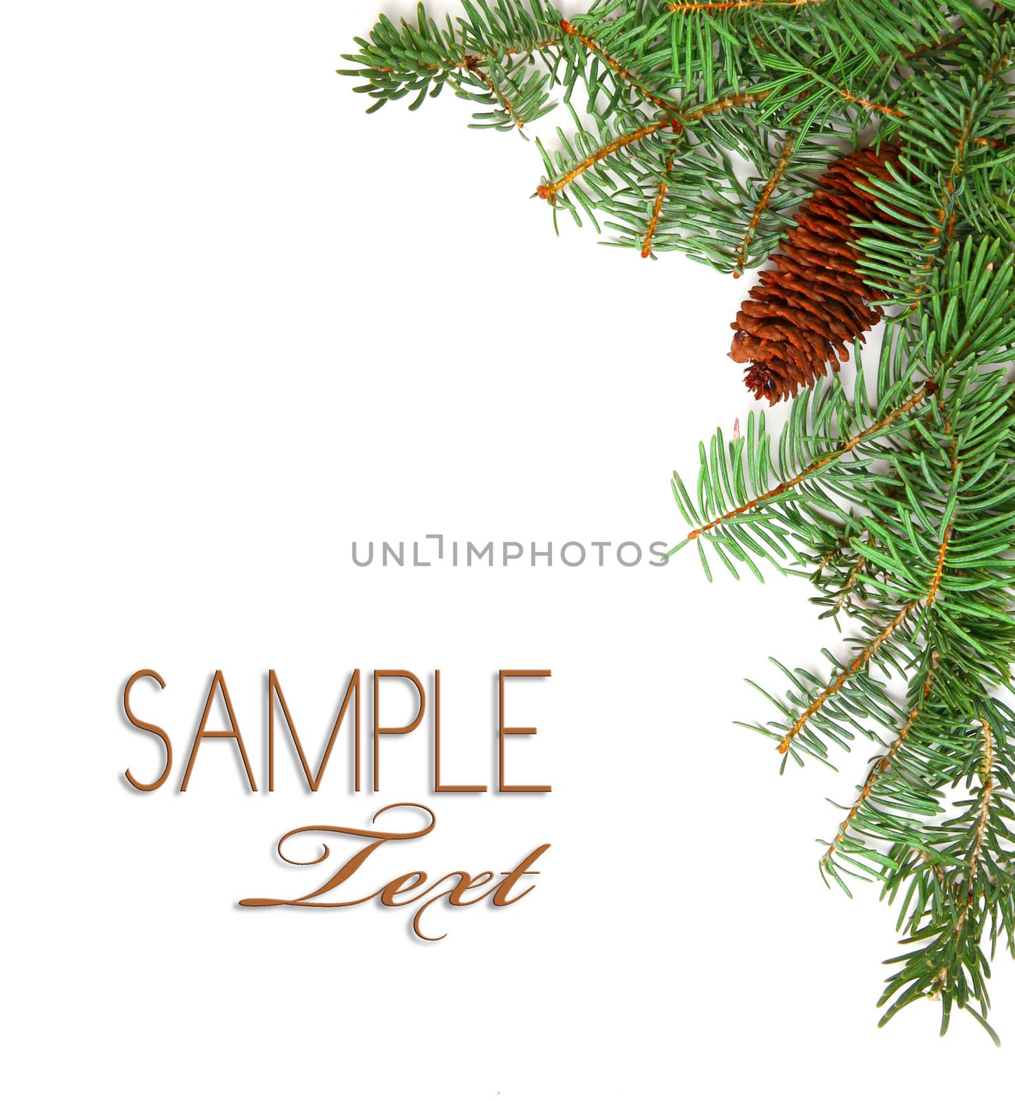 Christmas Rustic Image of Pine Tree Stems and a Pinecone on White Background With Copyspace For Your Design