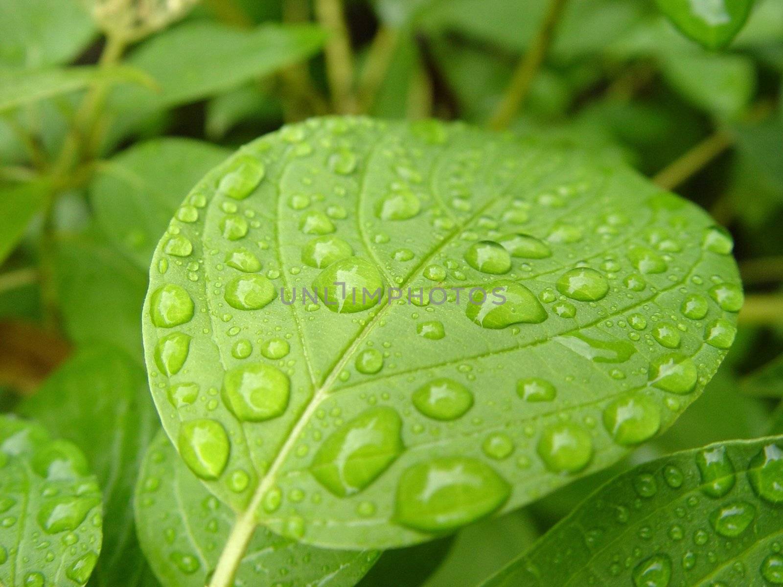 green leaf with water drops/morning dew