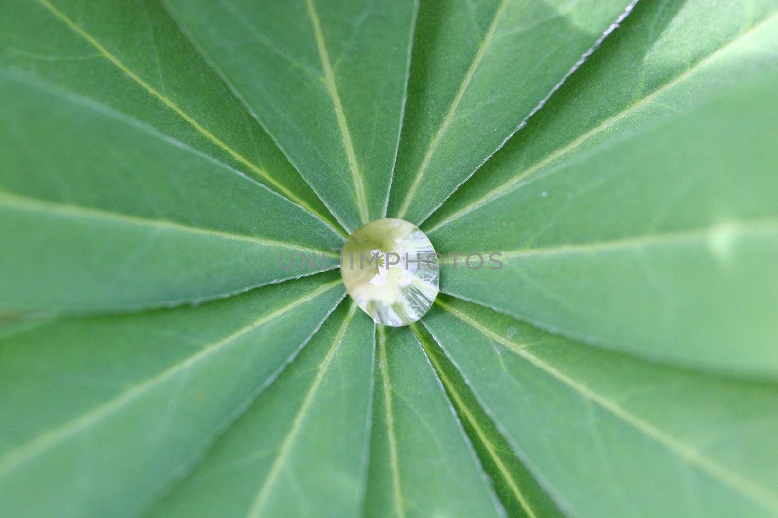 a single clear drop of water in the center of a palm leaf