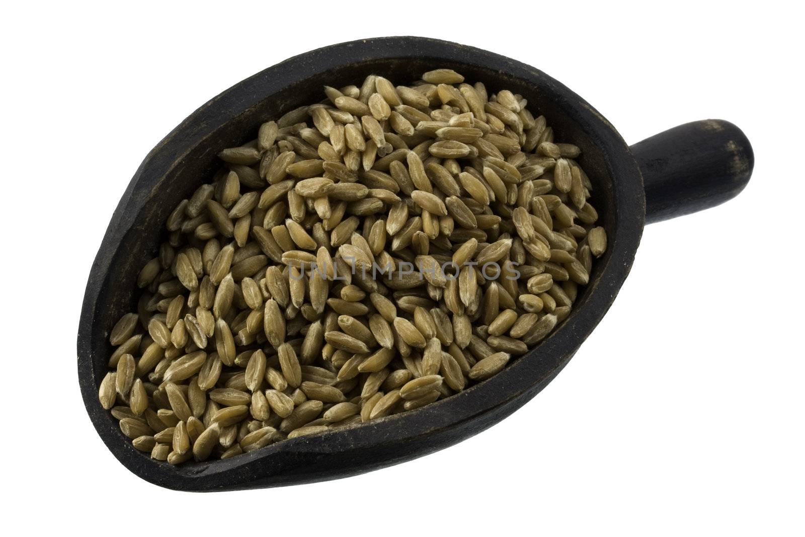 spelt wheat berries on a rustic, wooden scoop, isolated on white