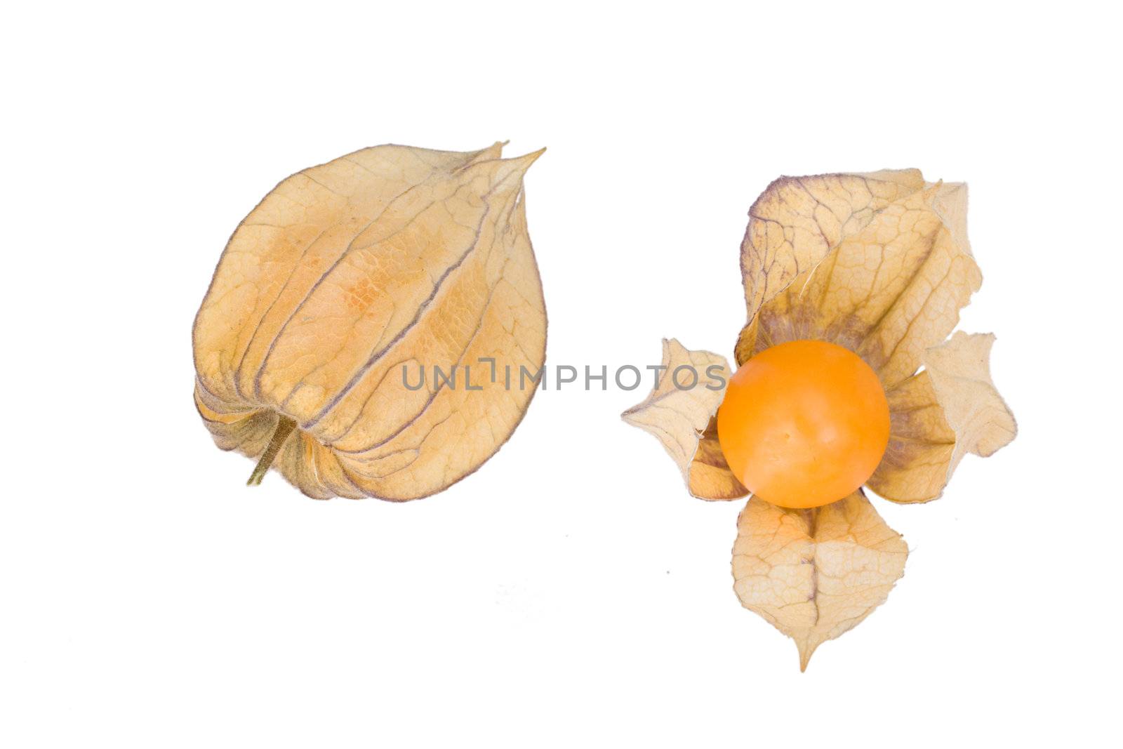 physalis fruits isolated on white background by bernjuer