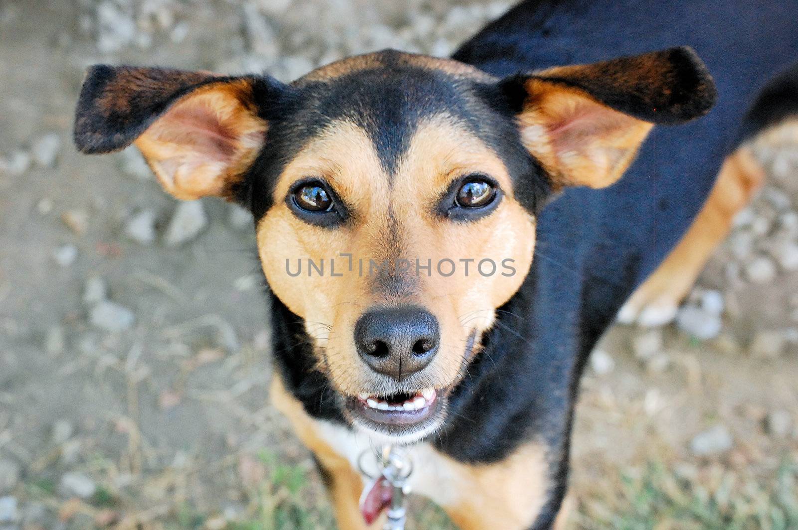 A Min-Pin Beagle Mix - a Meagle by RefocusPhoto