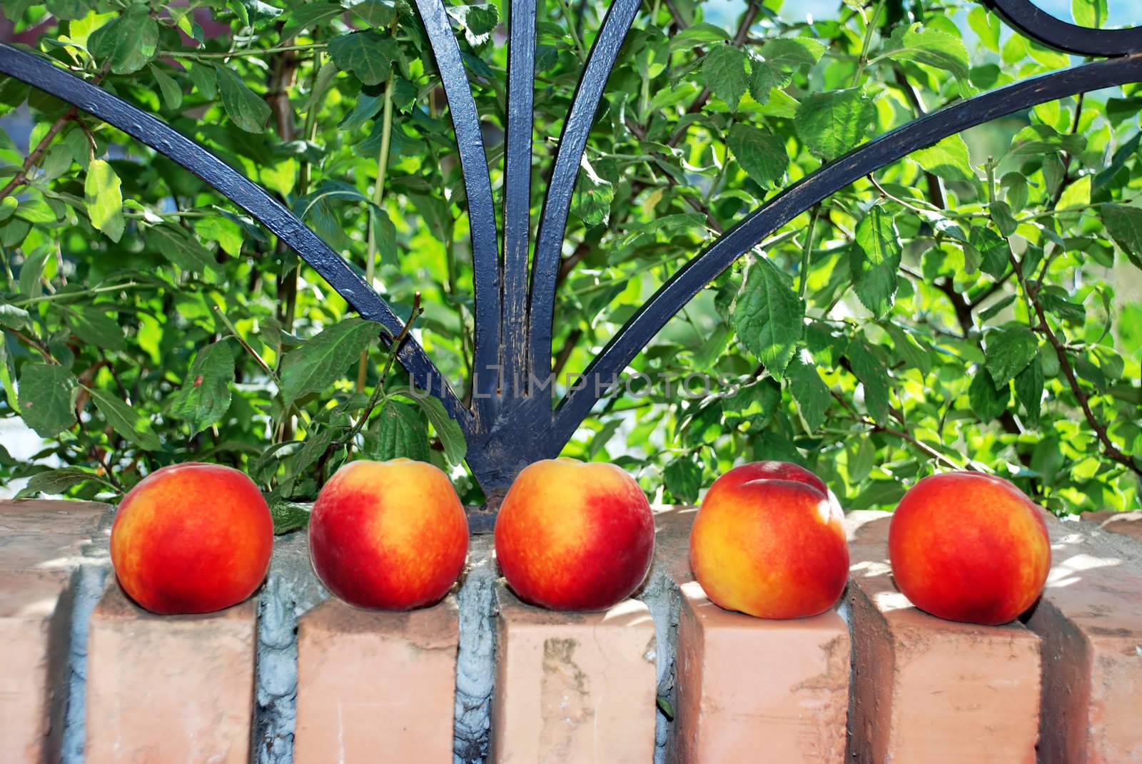 fresh rape appetizing peach row on brick fence