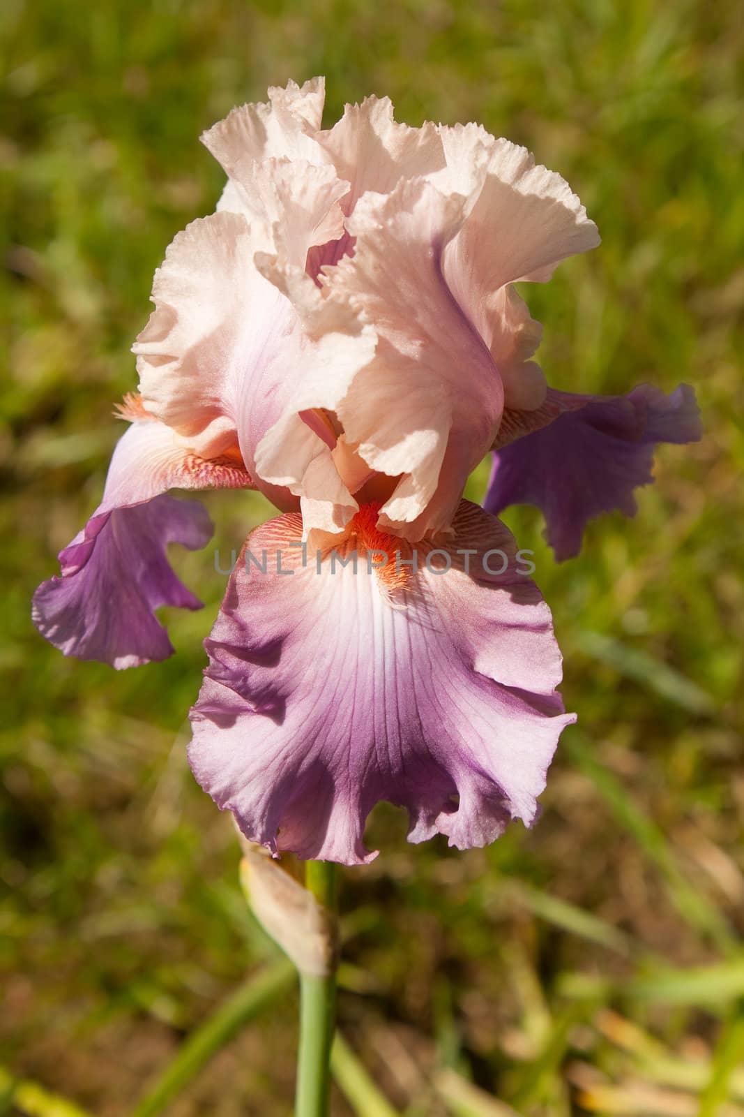 Pink Iris in the Garden