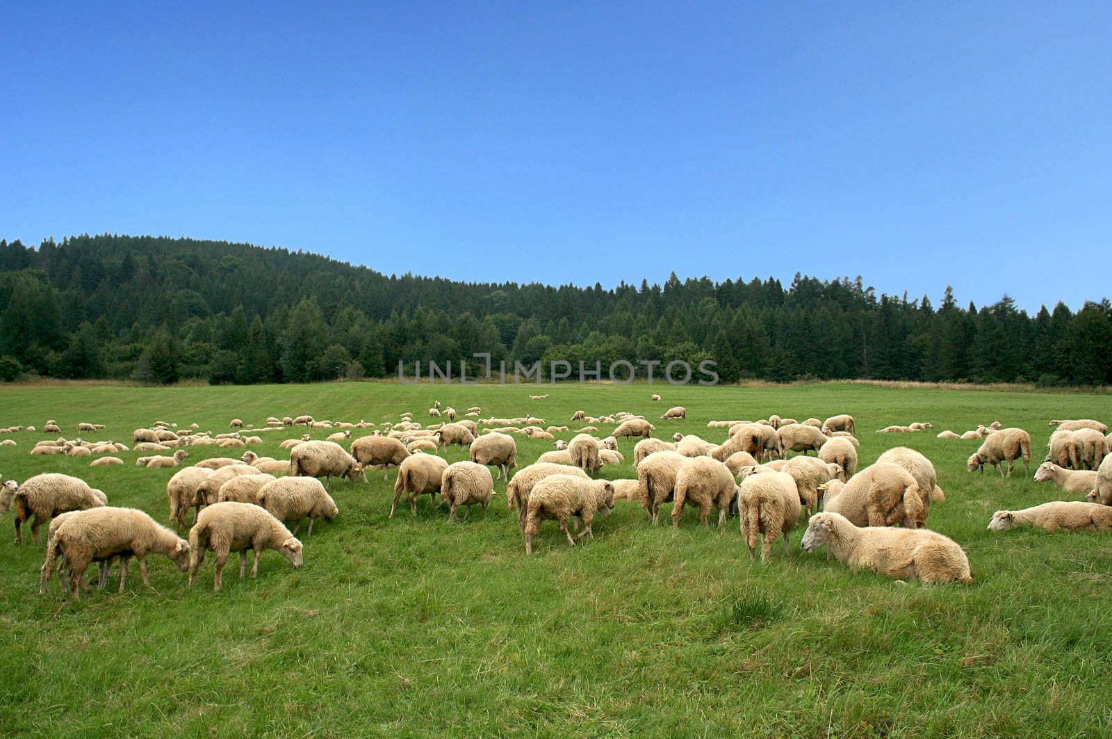  Herd of sheep on beautiful mountain pasture  by majeczka