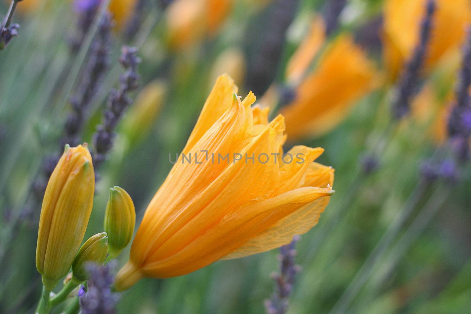 A shallow depth-of-field close up of an orange day lilly blossom with other orange day lilies and lavendar flowers in the background.