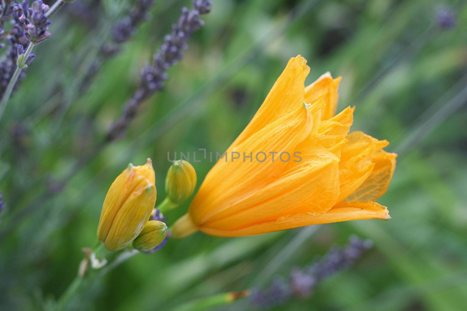 A shallow depth of field image of a single orange day lilly flower among many lavendar flowers.