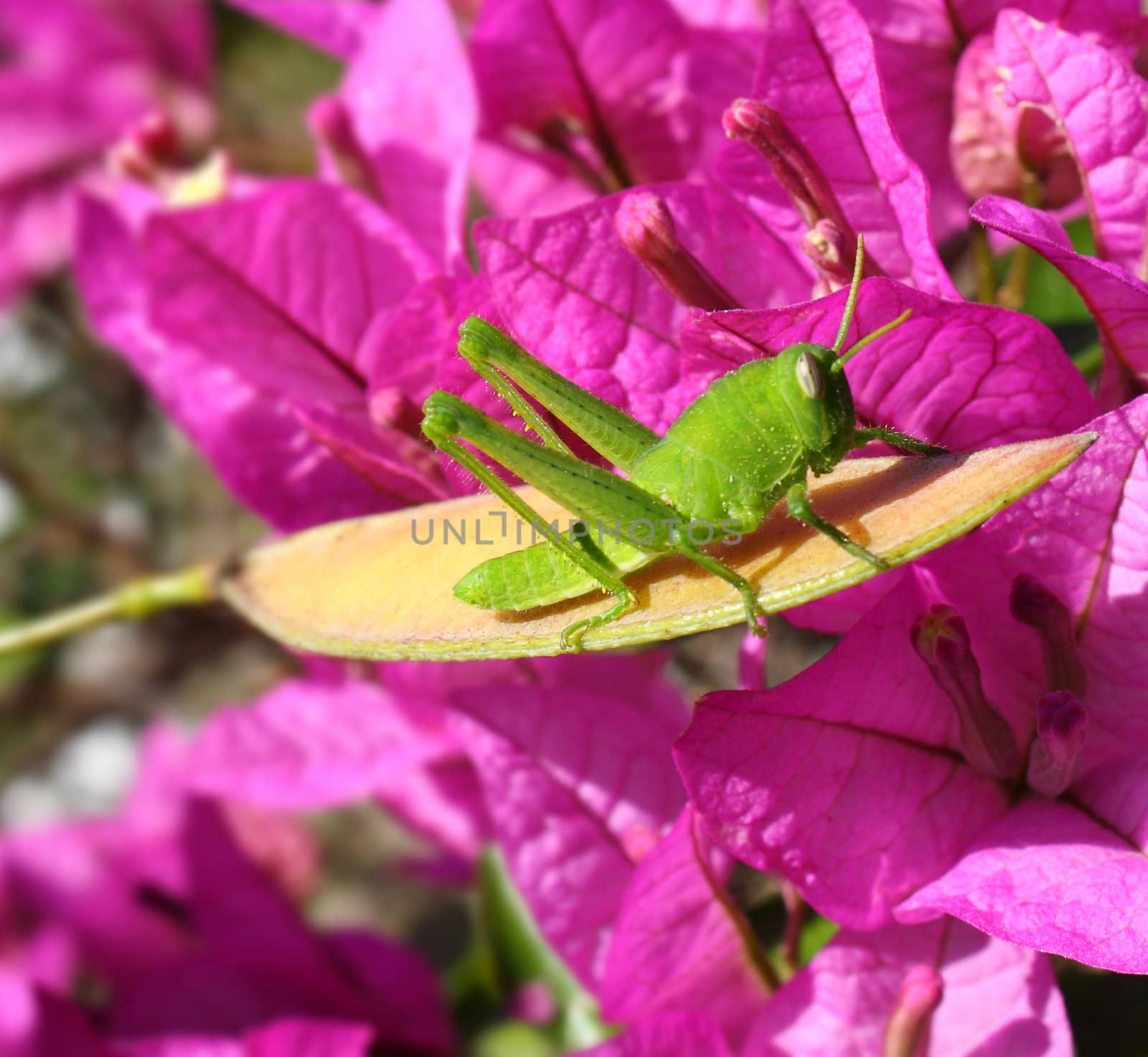 A close up of a green grasshopper perched on a cassia seed pod in front of magenta bougainvillea flowers in bright sunshine. Taken in the early Spring.
