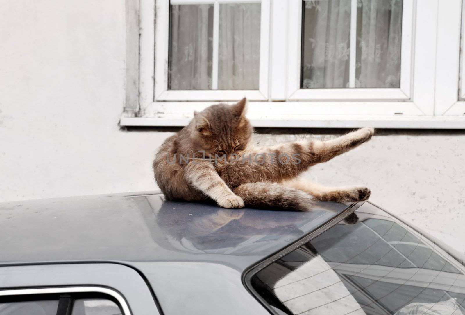 cool cat lying on car roof licking itself