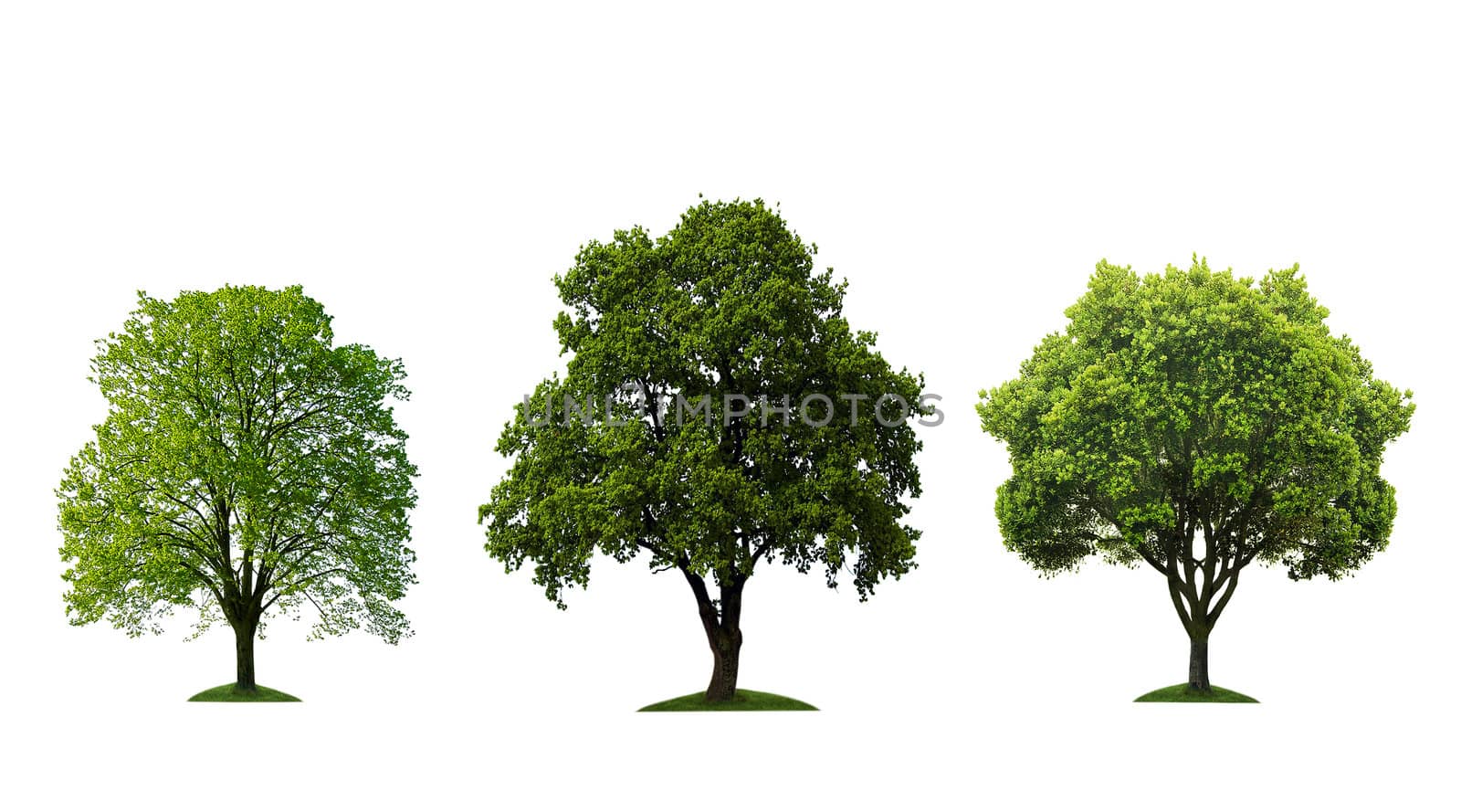 Green trees isolated on a white background
