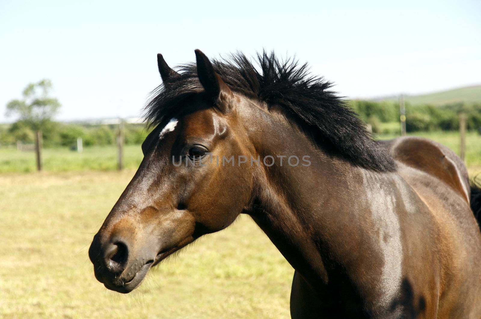 Arabian horse-portrait