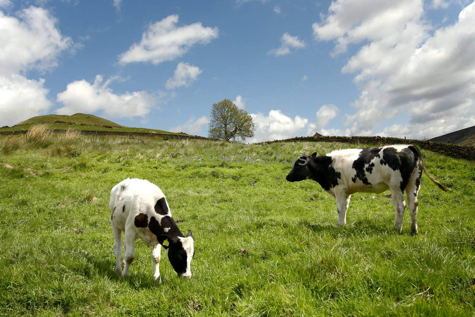 Cows on pasture by majeczka