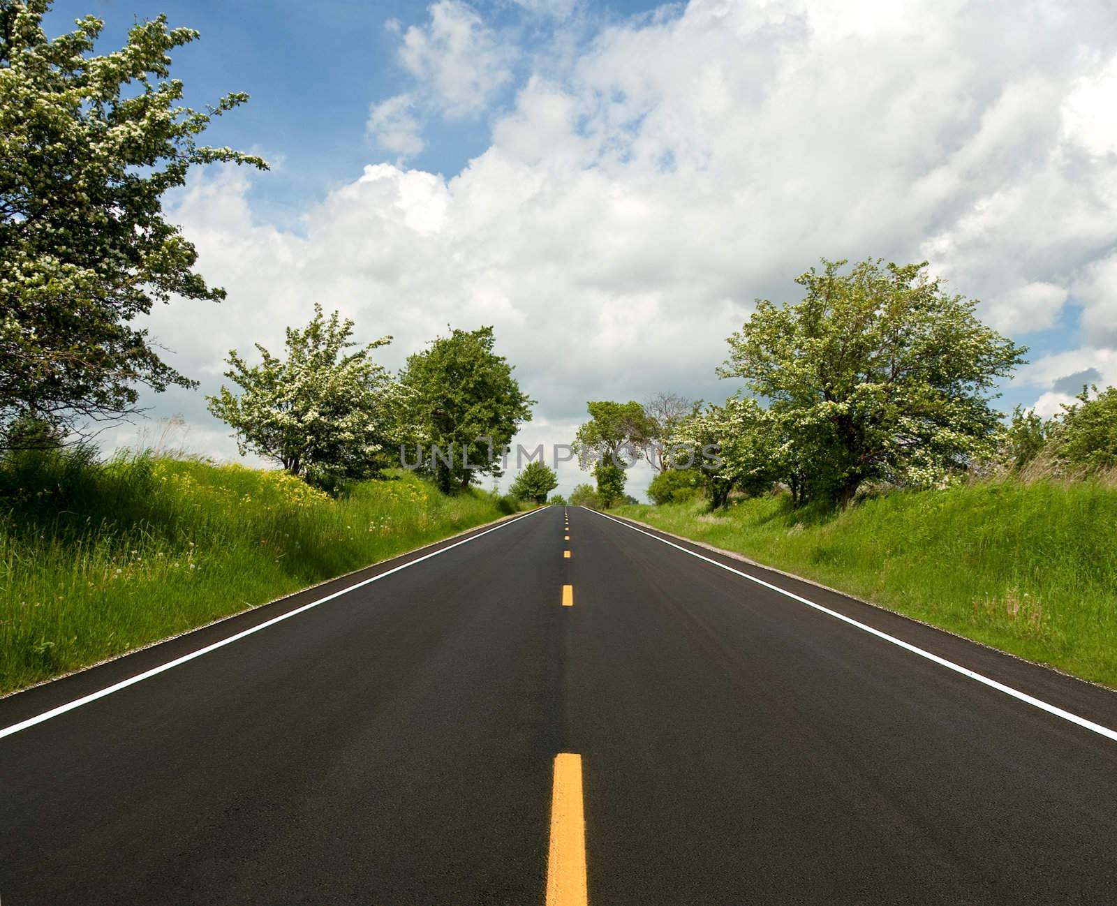 Road betven trees and grass