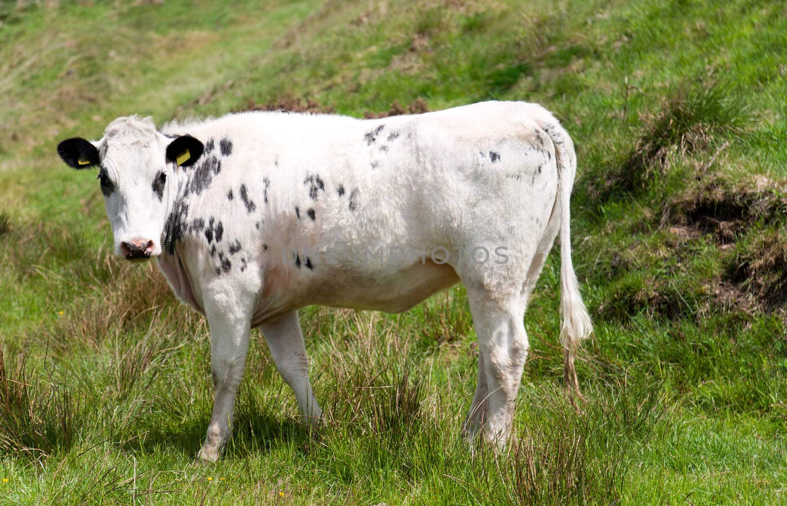 White cow looking at camera