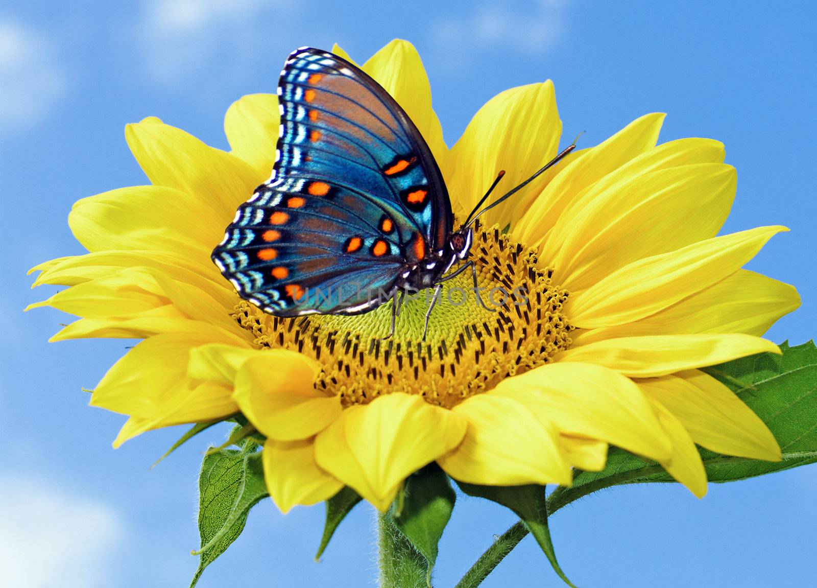 Sunflower with blue butterfly  by majeczka