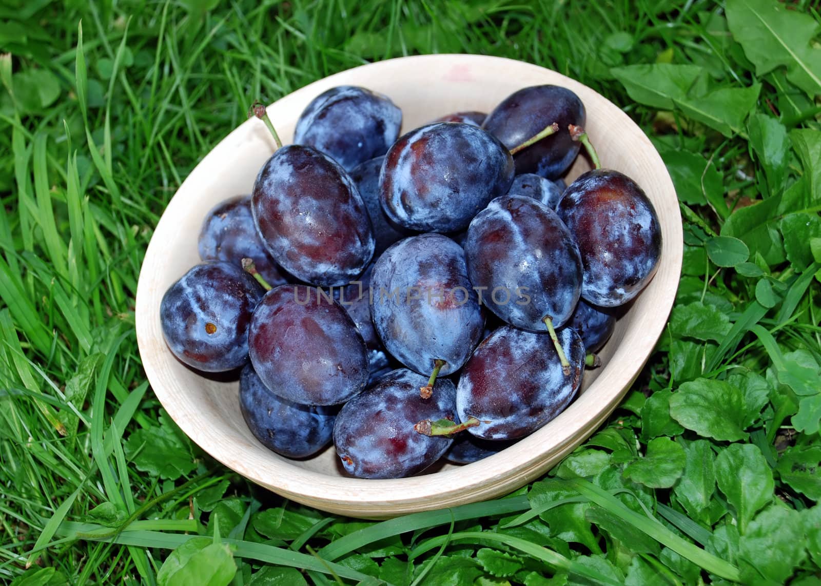 Blue ripe plums in wooden bowl over green grass