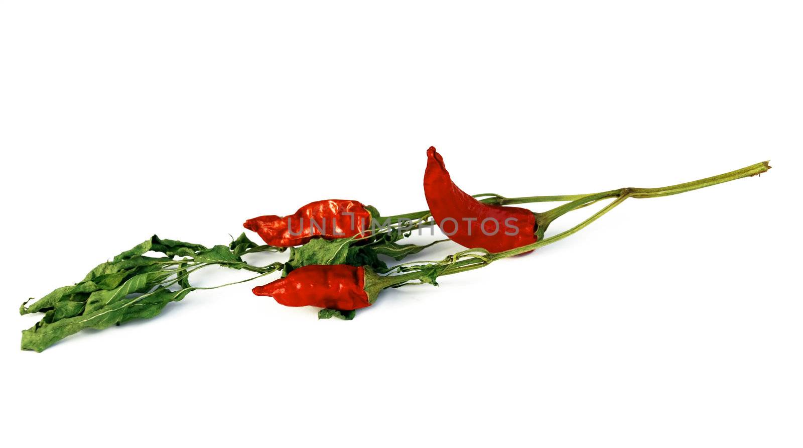 red hot chilly peppers by simply