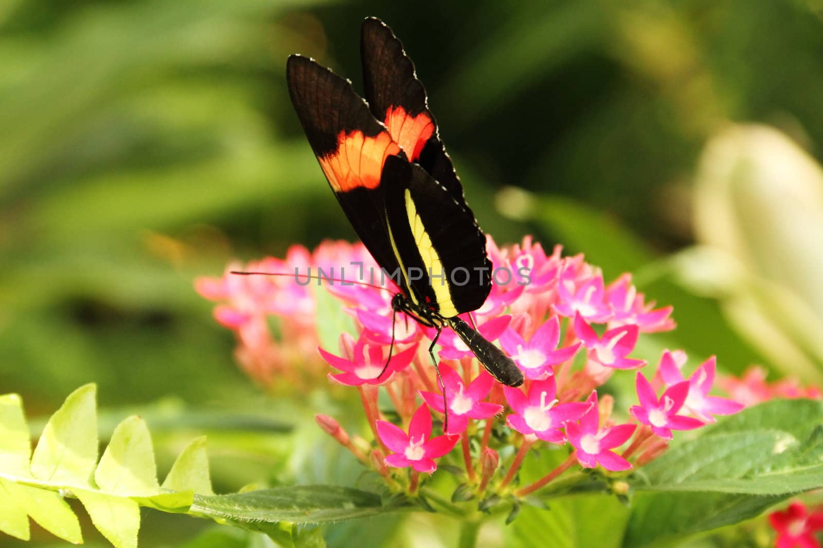 Colorful butterfly on fresh green spring vegetation.