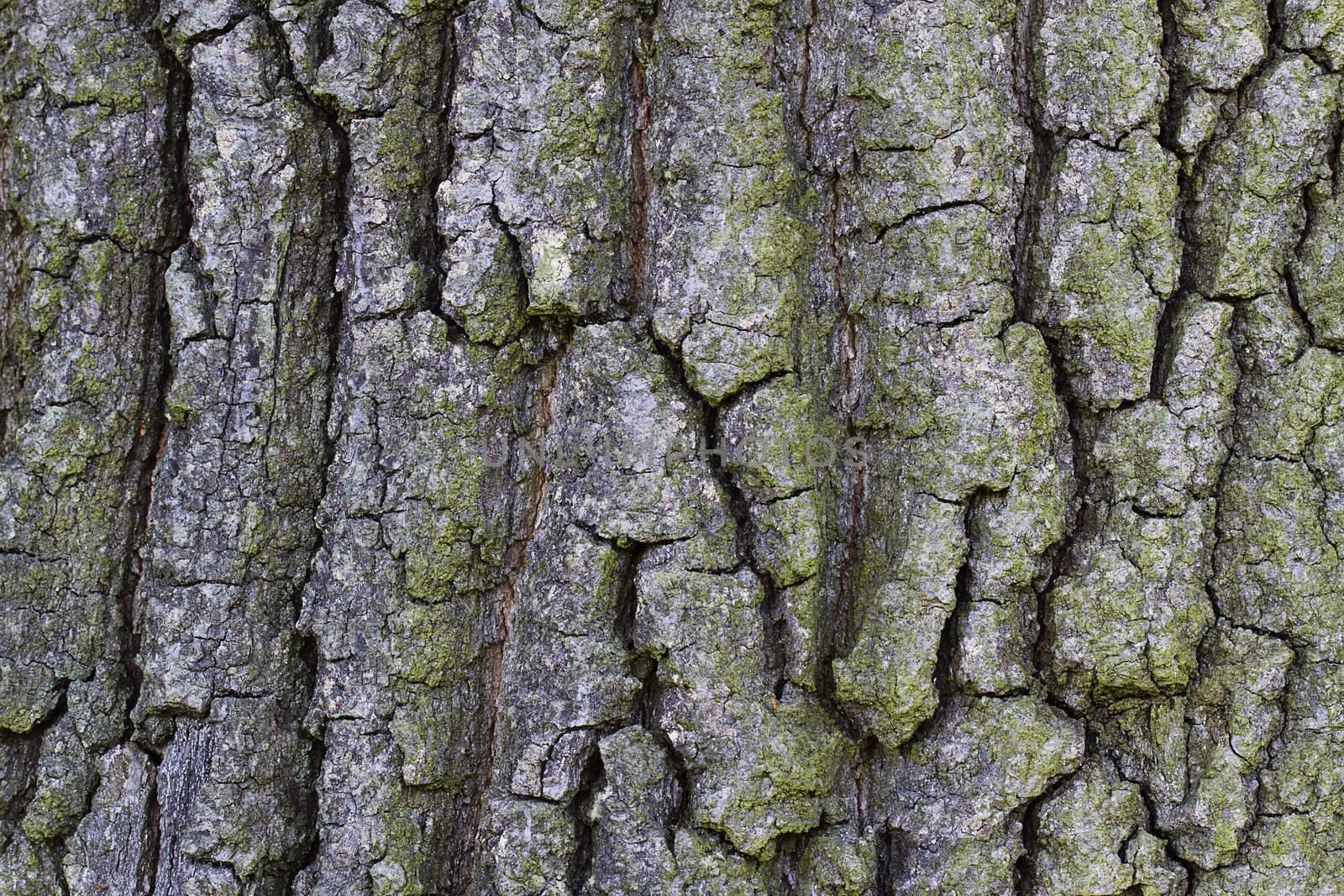 background texture of a rough bark