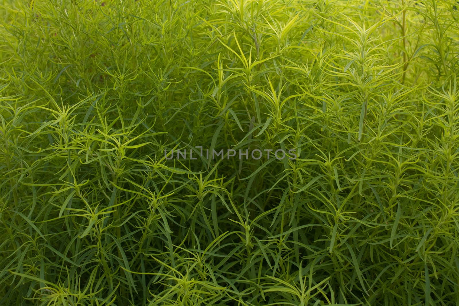 Very dense thicket of a green plant