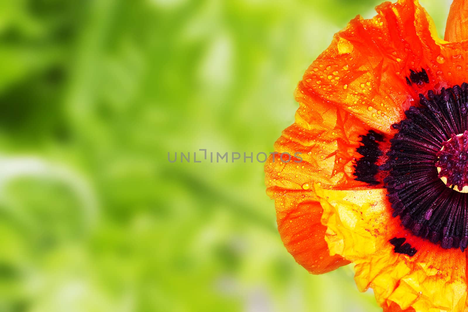 half poppy with green blur background