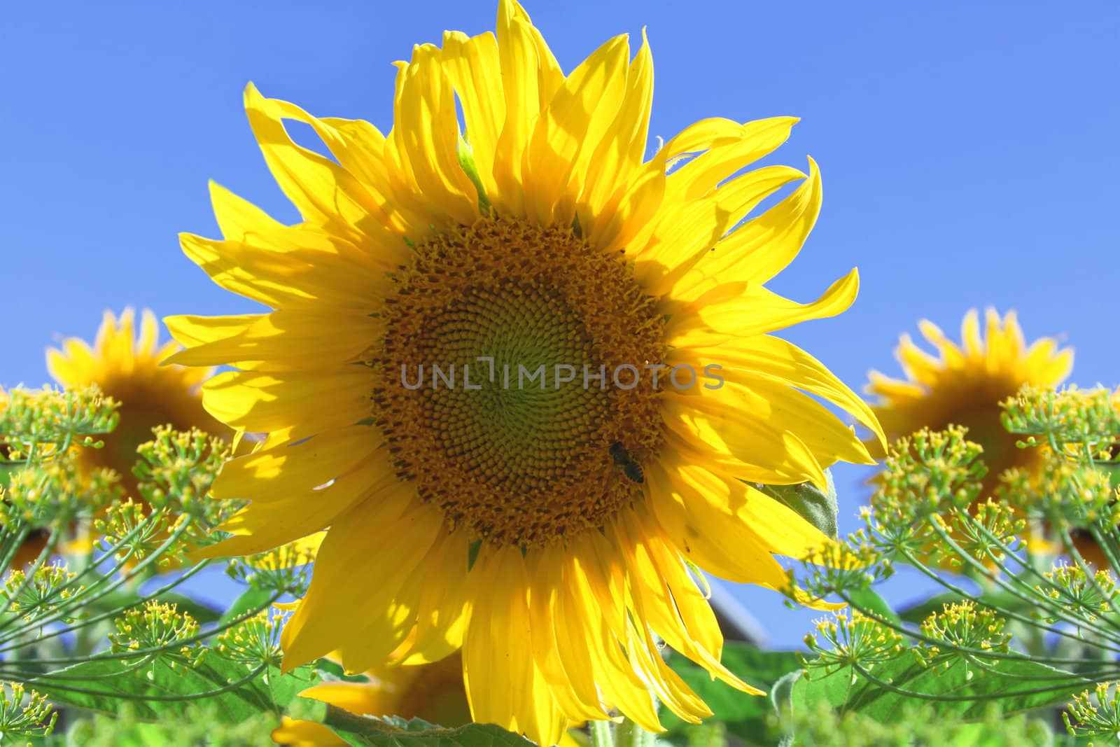 Yellow sunflower against the blue sky