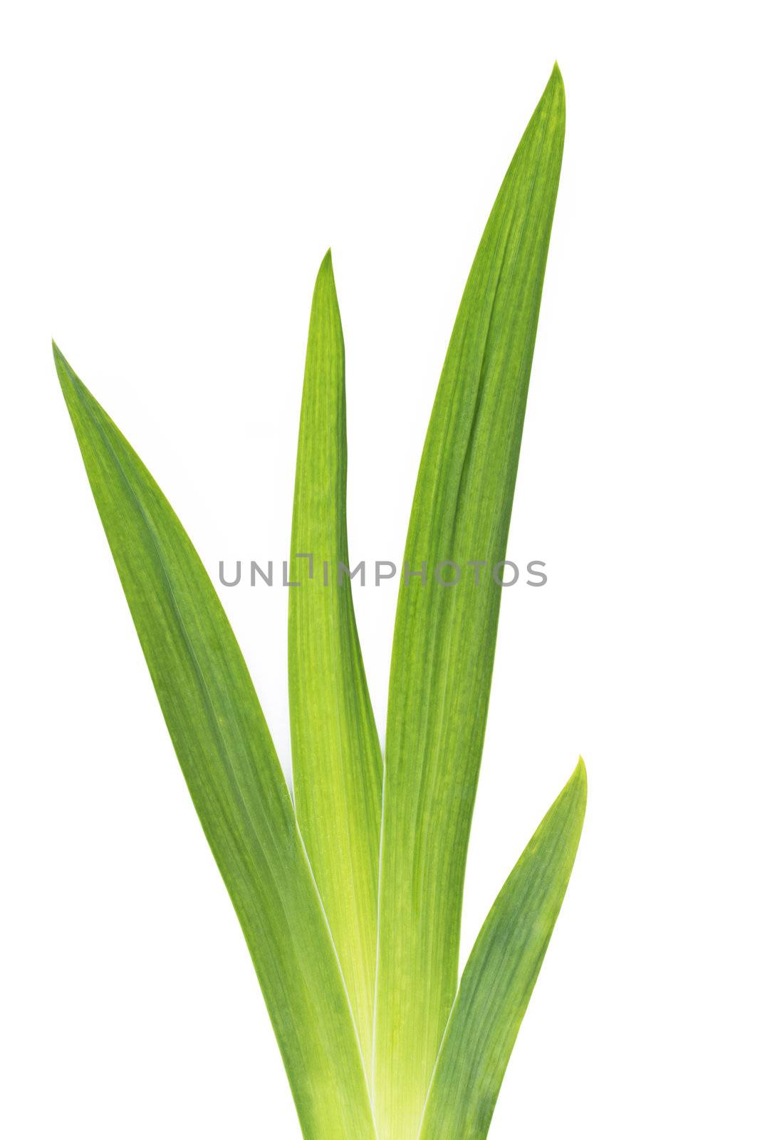 green iris leafs isolated on white background