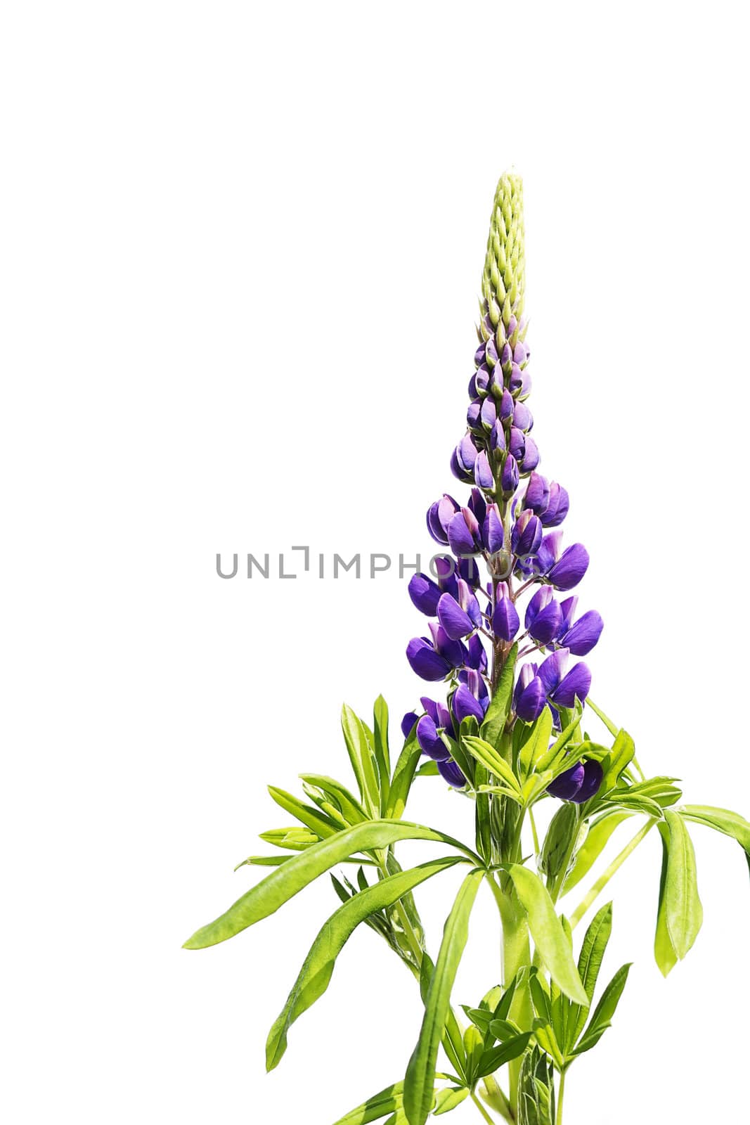 purple lupine isolated on white background