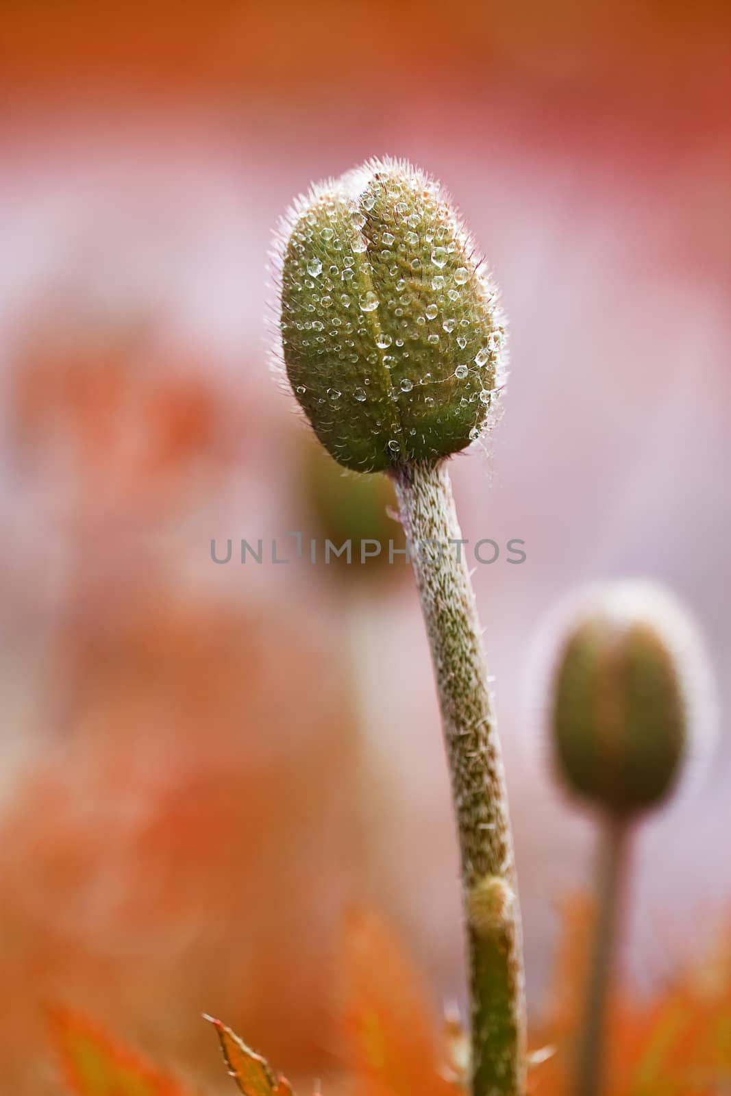 poppy bud with water drops by RobStark