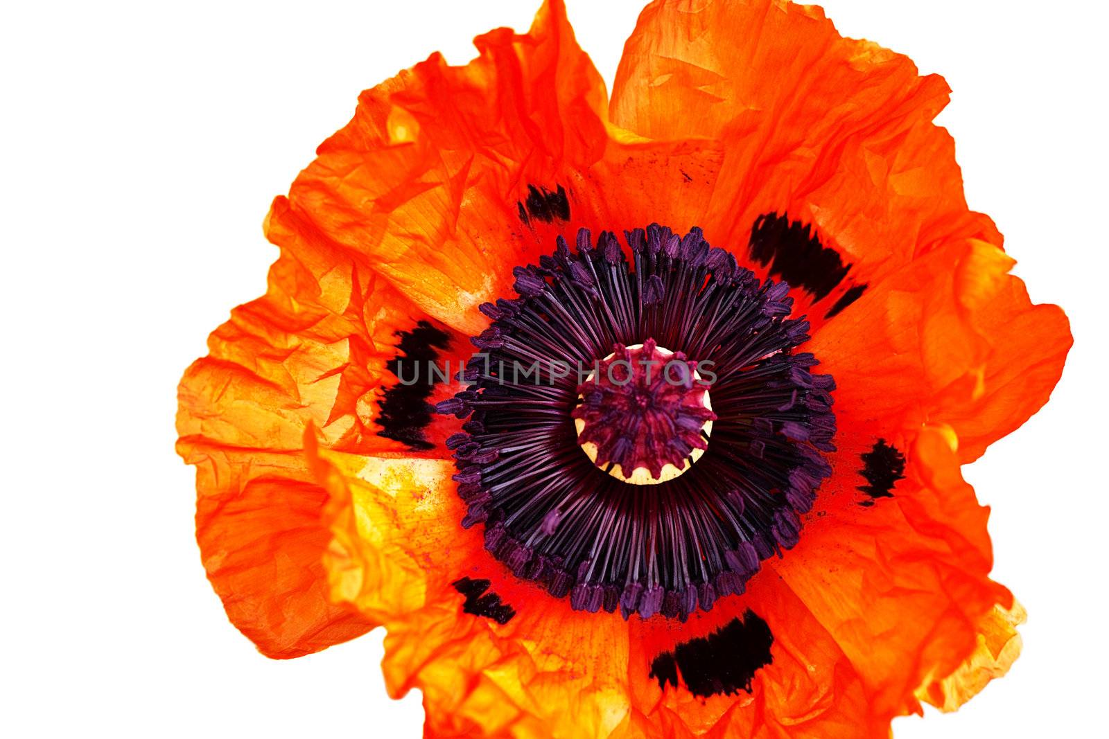 red poppy bloom isolated on white background