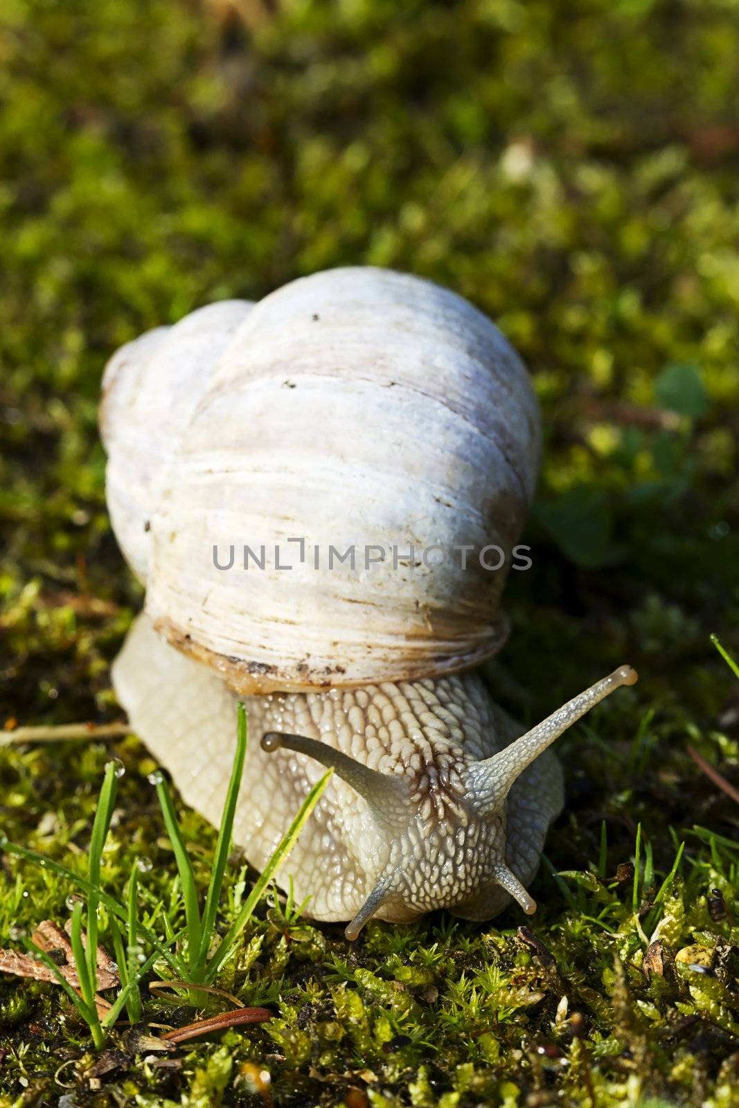 snail closeup by RobStark