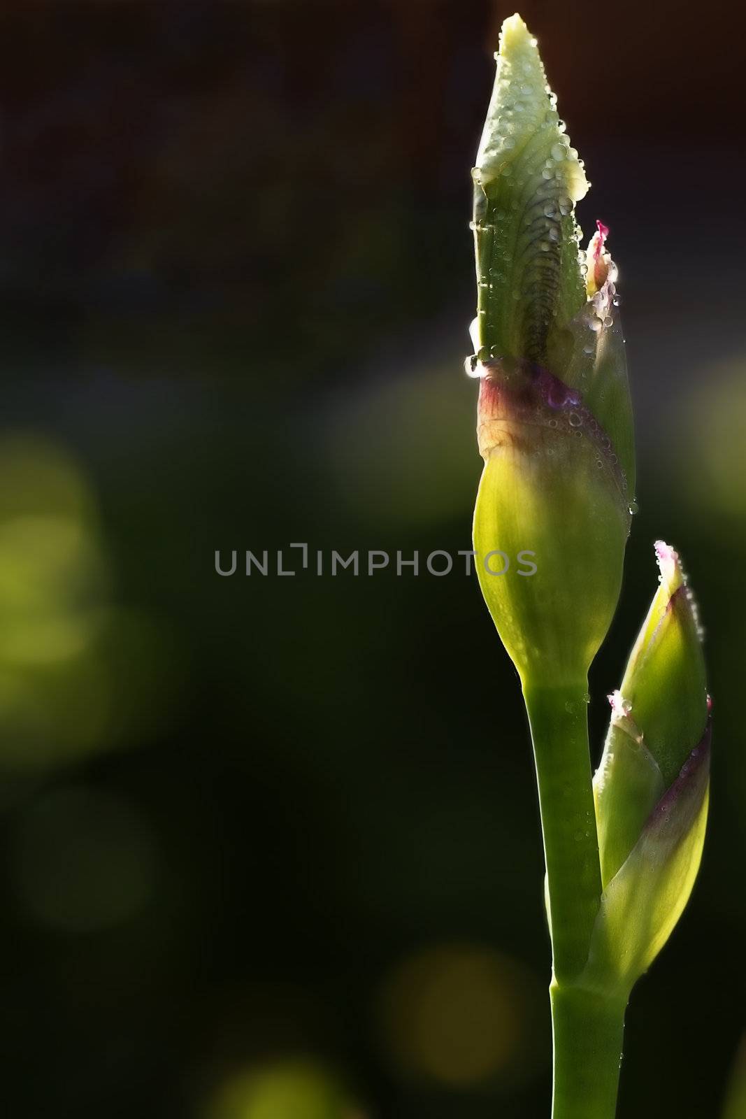 bud of a yellow iris by RobStark