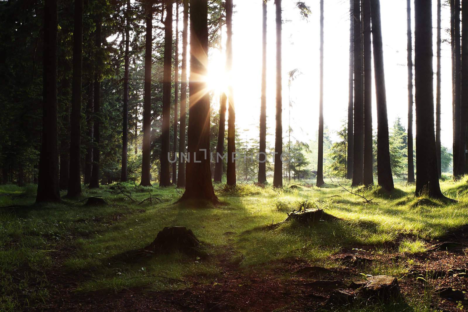 sun rising in the woods with sunray and green meadow