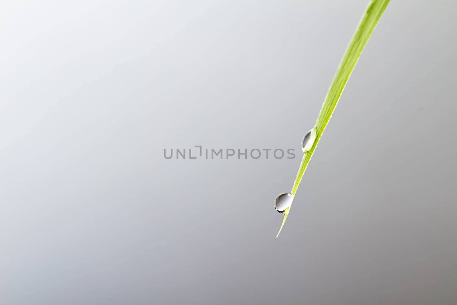 closeup of two water drops on a green leaf