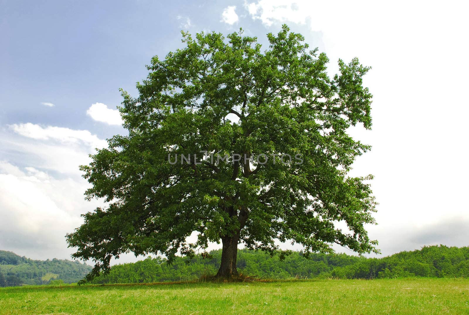 single branchy green old oak on green meadow