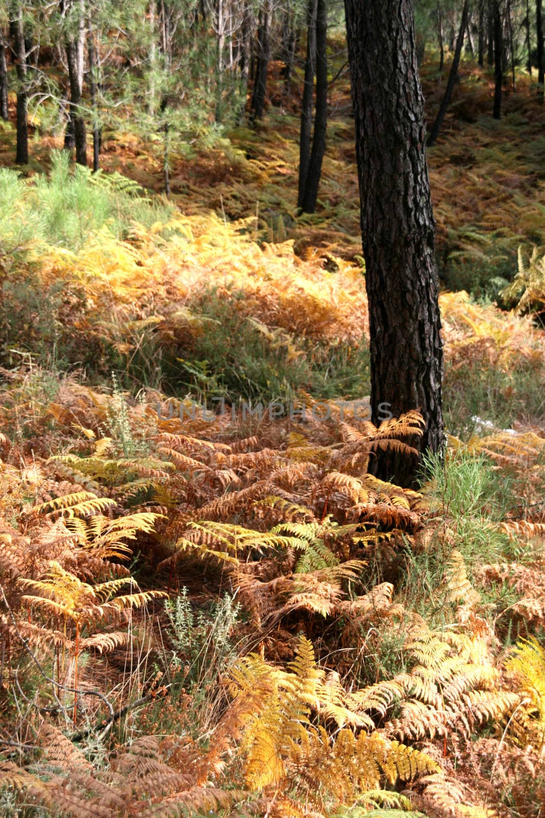 nice and cold autumn landscape