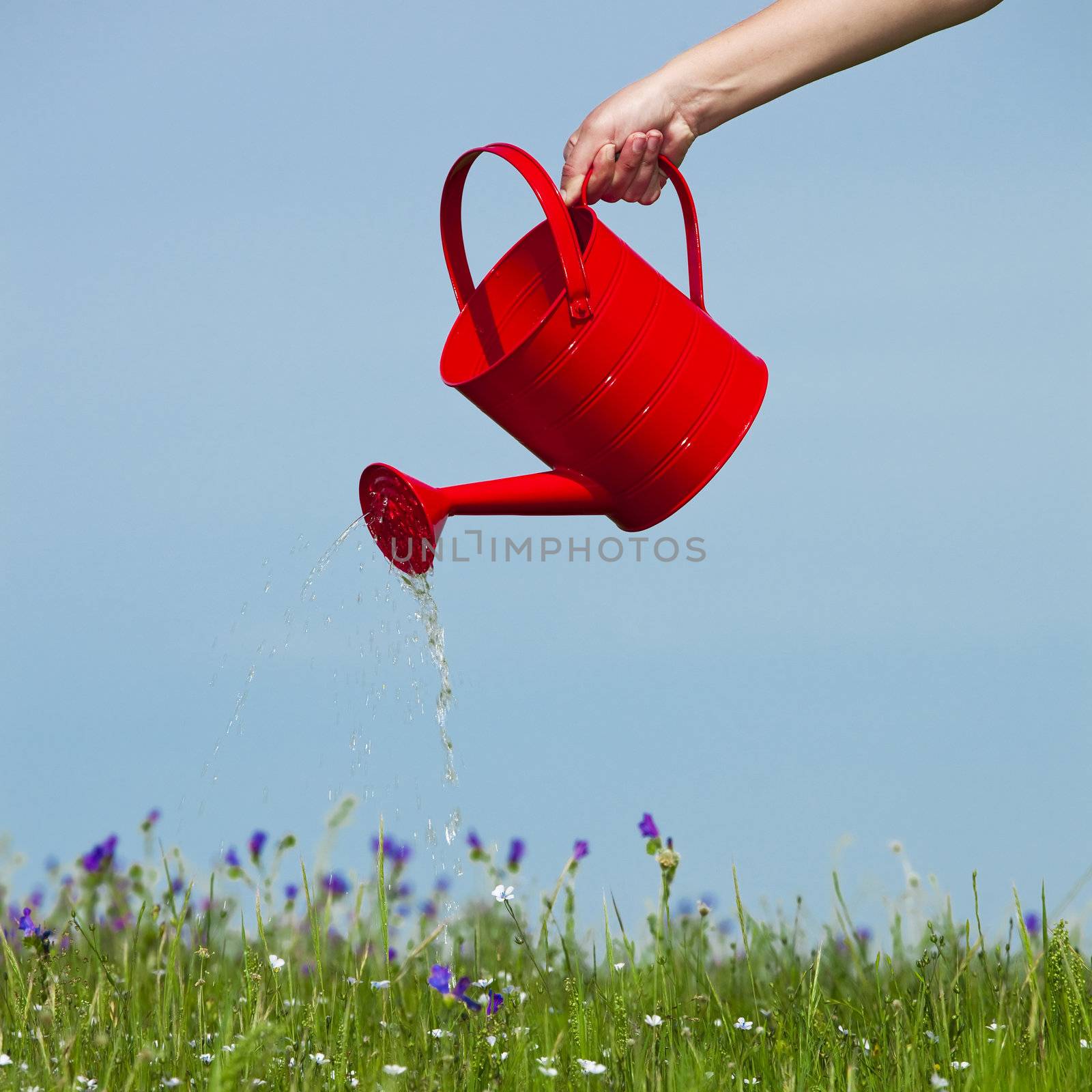 Watering the flowers by Iko