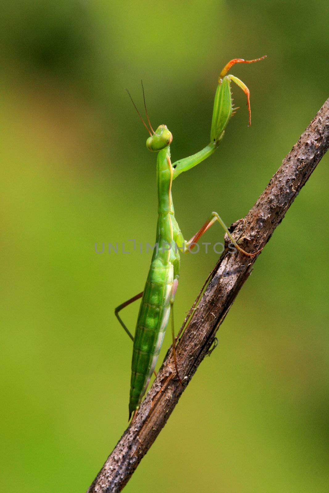 Juvenile Mantis religiosa, praying mantis on a stick

