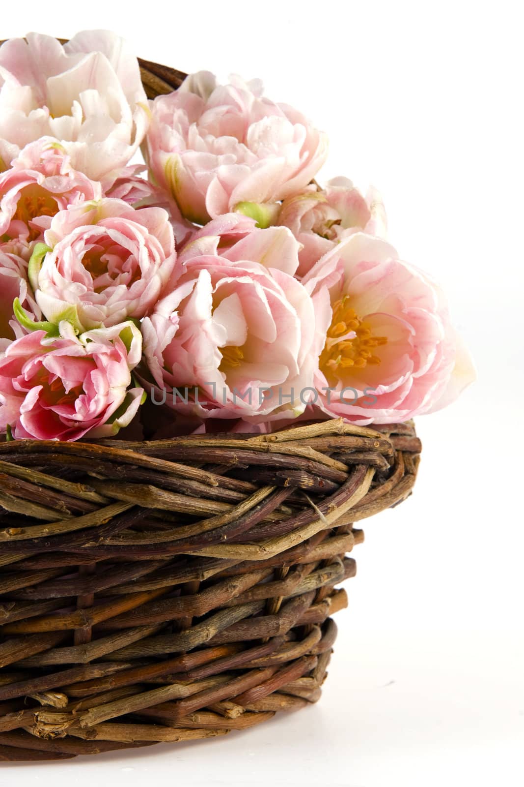 beautiful tulips in a basket