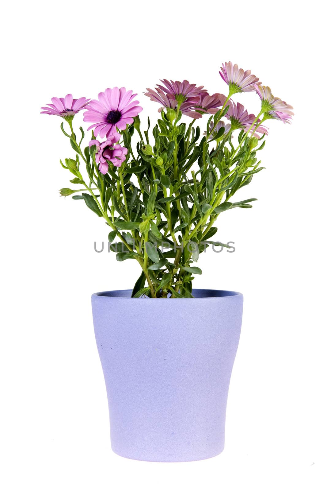 a spanish daisy in a lila vase on a white background